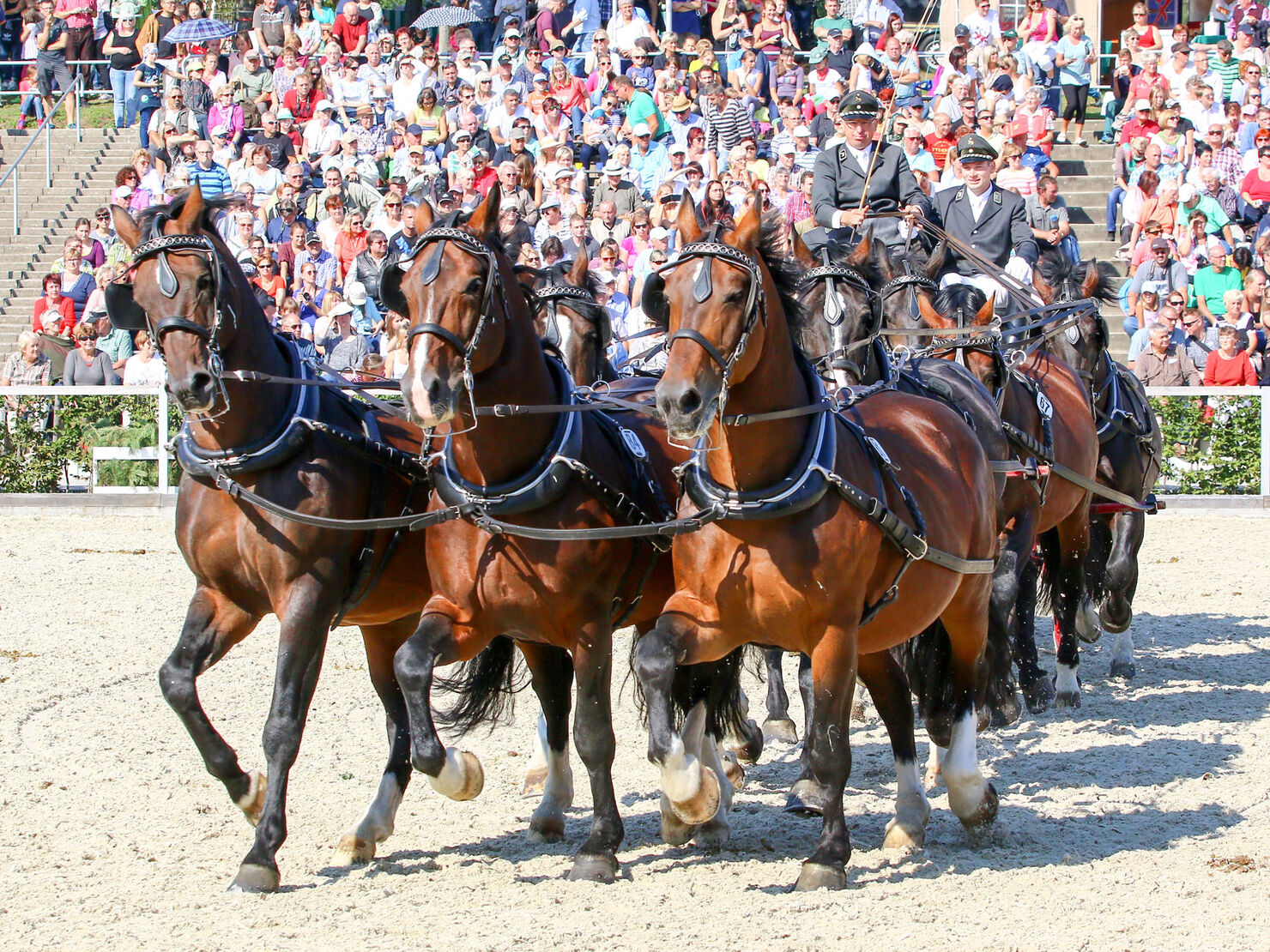 Neunerzug Schwerer Warmbluthengste
