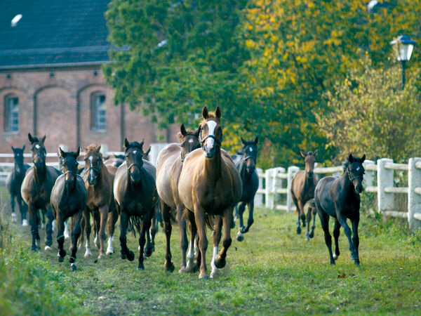 Graditzer Stutenherde - zur Unterseite: Hauptgestüt Graditz