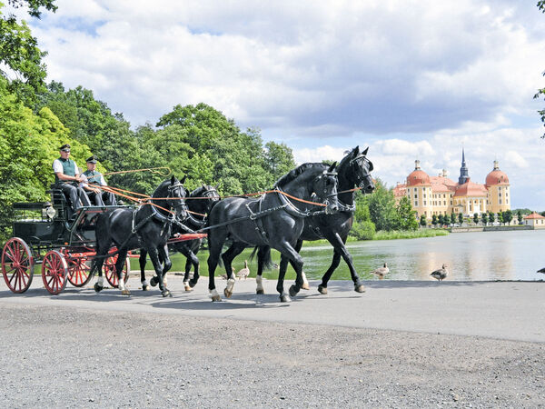 Vierspänner vor Moritzburger Schloss - zur Unterseite: Landgestüt Moritzburg